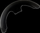 Hugger Series Front Fender Black For Harley Davidson FLHXSE 1977 ABS 2024-2025 - 40.6 CM